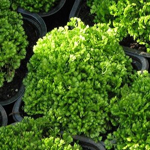 Aflați mai multe despre Selaginella și regulile plantelor de cultivare la domiciliu