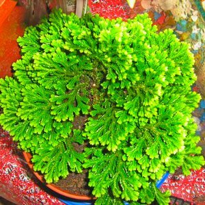Aflați mai multe despre Selaginella și regulile plantelor de cultivare la domiciliu