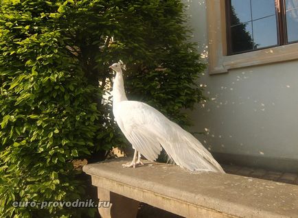 Gradina Valdstejn din Praga - cel mai bun parc din palat