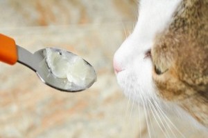 Вазелінове масло при запорах у кішок дозування, як давати
