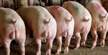 У чому різниця між свинею і кабаном якщо обидва вони самці свині