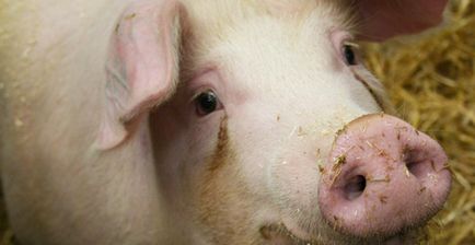 У чому різниця між свинею і кабаном якщо обидва вони самці свині