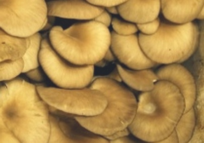 Ciuperci de ciuperci în multivariate