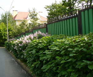 Alegeți cele mai potrivite arbuști pentru gardurile vii din zona suburbană