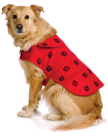 Modele de haine pentru câini de pugs pe mâinile proprii - modele de haine pentru câini, coase vkontakte