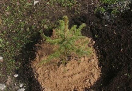 Cultivarea molidului este elegantă, frumoasă, sănătoasă