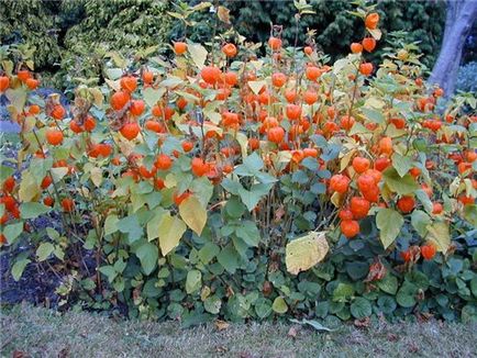 Termesztés Physalis, vagy hogyan lehet pénzt az egzotikus gyümölcsök