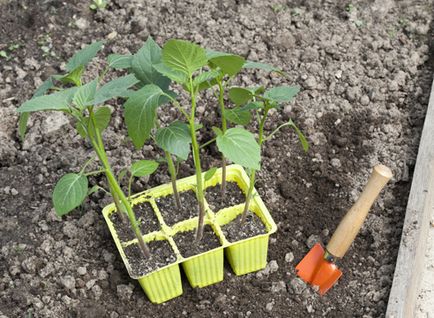 Termesztés Physalis, vagy hogyan lehet pénzt az egzotikus gyümölcsök