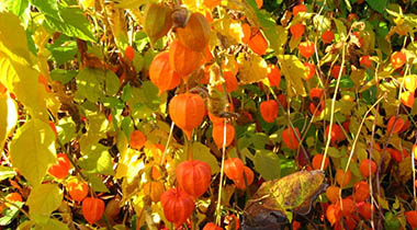 Termesztés Physalis, vagy hogyan lehet pénzt az egzotikus gyümölcsök