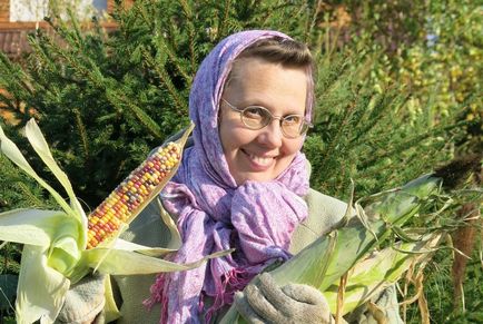 Cultivarea câmpurilor de regină de porumb - în grădina ta