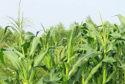 Növekvő kukorica királynője mezők - saját kert