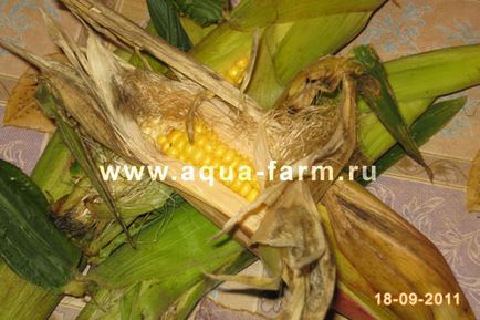 Вирощування кукурудзи в ленінградській області