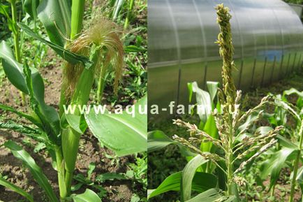 Вирощування кукурудзи в ленінградській області