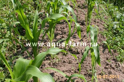 Növekvő kukorica a leningrádi régióban