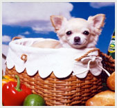 Vitaminok Chihuahua