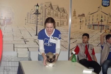 У Москві завершилася виставка кішок «кетсбург 2017»
