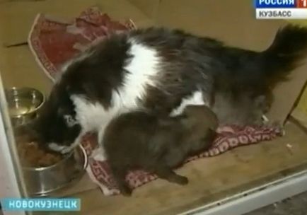 În Novokuznetsk pisica hrănește