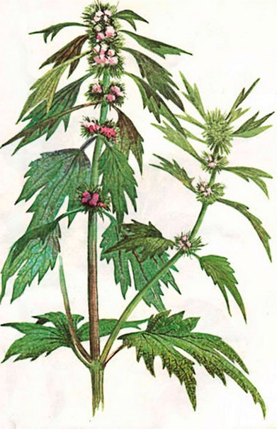 Sorinous chiller motherwort - armonie și longevitate