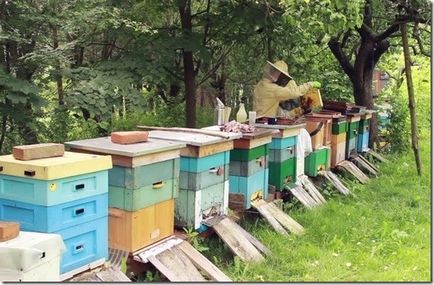 Відновлення здоров'я бджоли замість лікування антибіотиками і застосування штучних стимуляторів