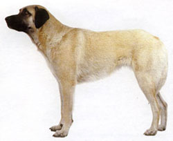 Toate rasele de câini cu litera a, rase de câini, fotografie și descrierea câinelui