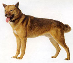 Toate rasele de câini cu litera a, rase de câini, fotografie și descrierea câinelui