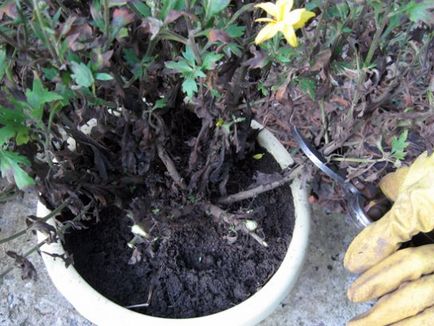 Chrysanthemum acasă de îngrijire la domiciliu, în creștere