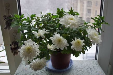 Chrysanthemum acasă de îngrijire la domiciliu, în creștere
