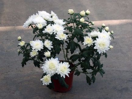 Chrysanthemum acasă de îngrijire la domiciliu, în creștere