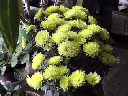 Chrysanthemum acasă de îngrijire la domiciliu, în creștere