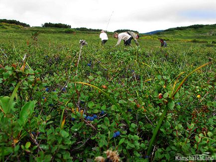 A bogyók Kamcsatka, kamchatkaland