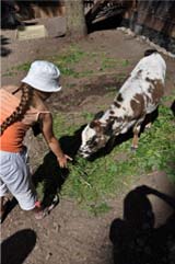 Vaca Yakut - grădina zoologică curcubeu