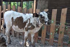 Vaca Yakut - grădina zoologică curcubeu