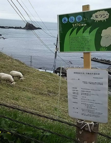 Японські овечки щипають траву за контрактом