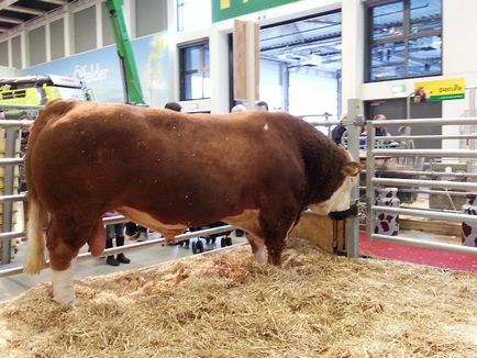 Este carnea unei carne de vită cu vițel de vițel, vgil