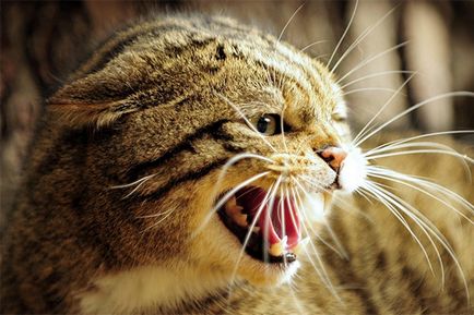 Yuri Kuklachev pisica poate ataca numai în cazul în care este ofensat, strămoși și descendenți, trecut și