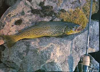 За фореллю в Карелію особливості лову струмкової форелі в маленьких річках північно-западаУкаіни