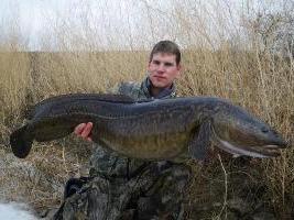 Misteriosul locuitor al râurilor - burbot