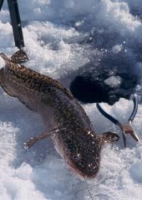 Misteriosul locuitor al râurilor - burbot