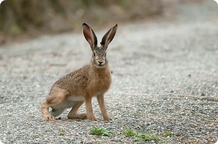 Hare (lat