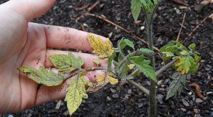 Răsadurile de roșii devin galbene, ce să fac, de ce frunzele răsadurilor de tomate au devenit galbene