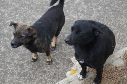 Життя собаче в Сімферополі що чекає 57 вихованців притулку після його закриття