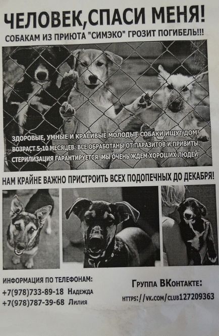 Viața unui câine din Simferopol care așteaptă 57 de animale de companie din adăpost după închiderea sa