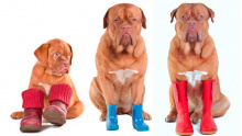 Зимове взуття для собак