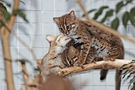Zoo Berlin megmutatta fiatal rozsdás macska - Magnus felidae (nagymacska) - Szépség és