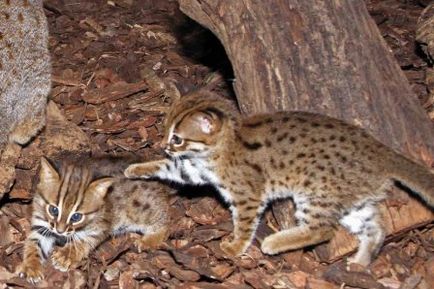 Zoo-ul din Berlin a arătat pisicile tinere ruginite - magnus felidae (mare pisică) - frumusețe și