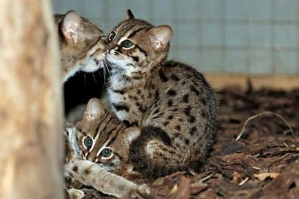 Зоопарк берлина показав дитинчат іржавої кішки - magnus felidae (великі котячі) - краса і