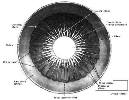 Зіниця - будова, функції, діагностика захворювань