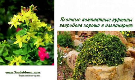 Звіробій (фото) вирощування в декоративних цілях, сайт про сад, дачі і кімнатних рослинах