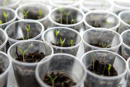 12 módon, hogy a cserepeket a csemeték számára saját kezűleg