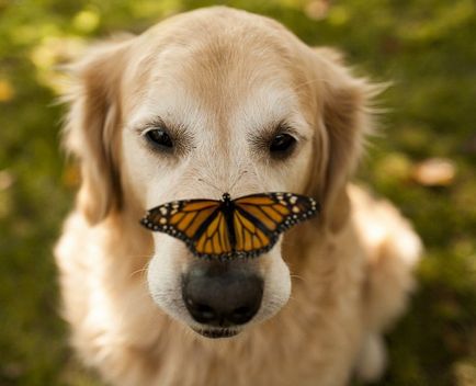 20 Fotografiile animalelor cu fluturi pe nas, forțând să creadă într-un basm